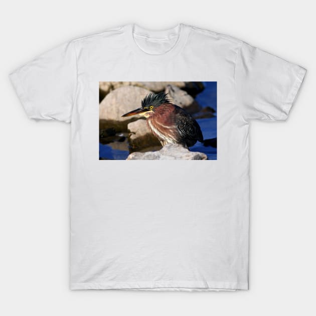 Green heron T-Shirt by Jim Cumming